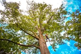 Best Storm Damage Tree Cleanup  in Cape St Claire, MD