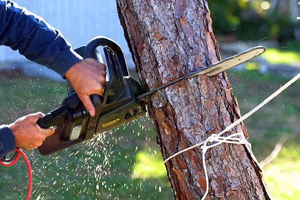 How Our Tree Care Process Works  in  Cape St Claire, MD